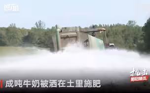 美国芹菜滞销放地里堆肥 成吨牛奶浇灌农田