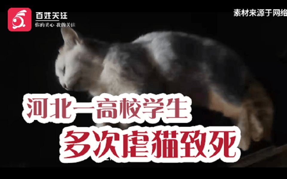 【百姓关注】河北一高校学生多次虐猫致死！校内学生：他曾带着手套和绳来找猫