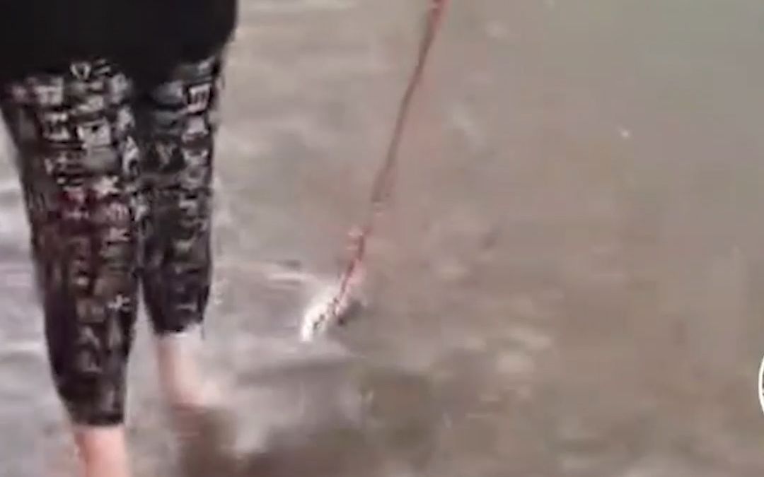 暴雨后，咸阳女子市场买鱼遇道路积水 竟牵绳“遛”回家：到家就炖
