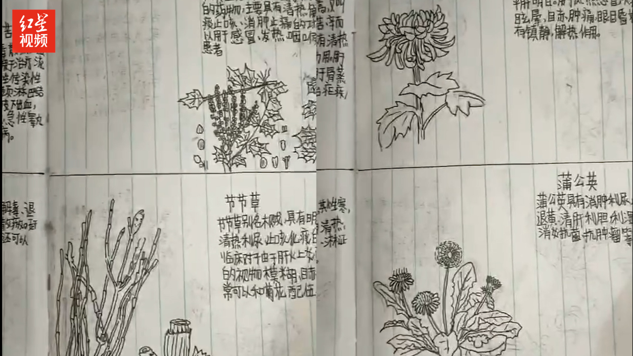 13岁儿子没考好 父亲检查书包发现一本手绘中草药图：喜忧参半