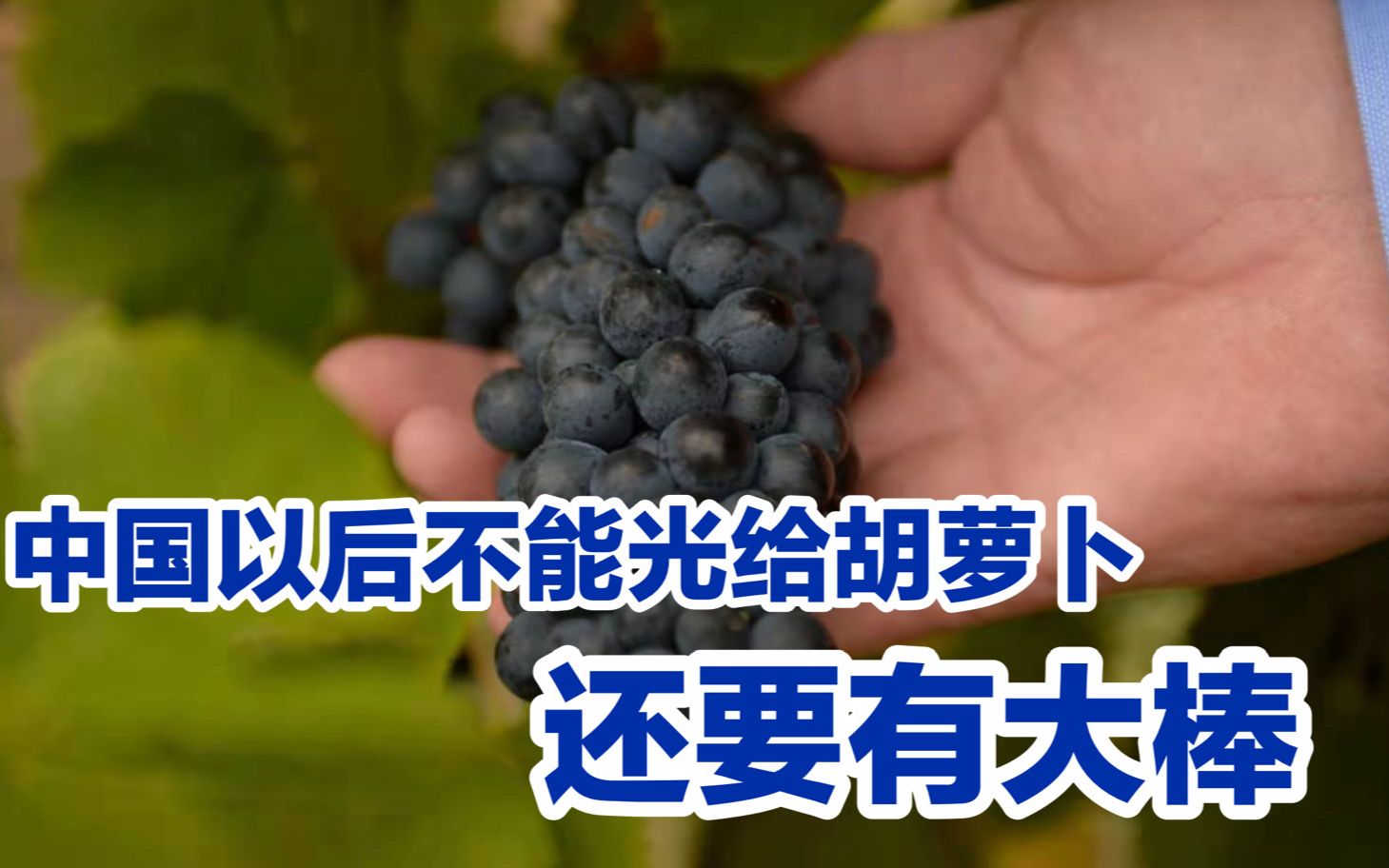 澳媒：中国海关延长葡萄通关时间，澳洲损失惨重