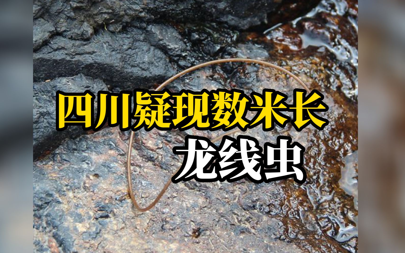 四川疑现数米长龙线虫？已上报疾控中心