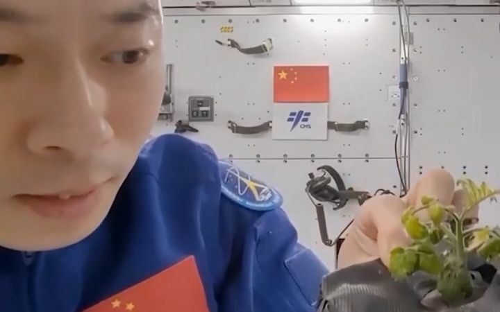神十四乘组在太空种的菜被吃了