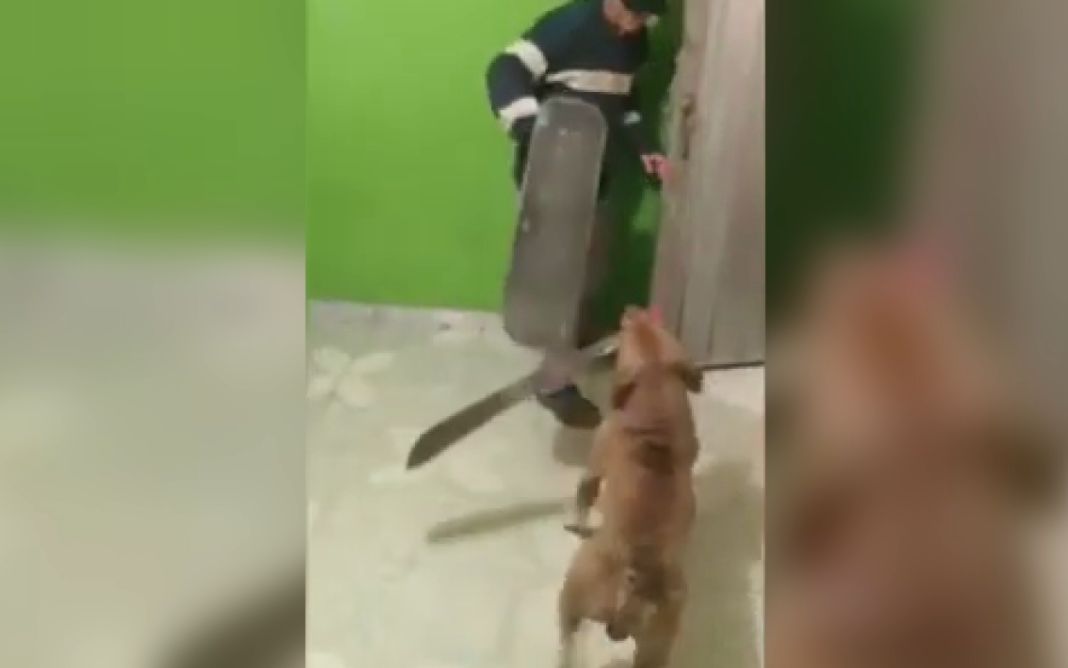 放心啦 我家的狗不咬人...