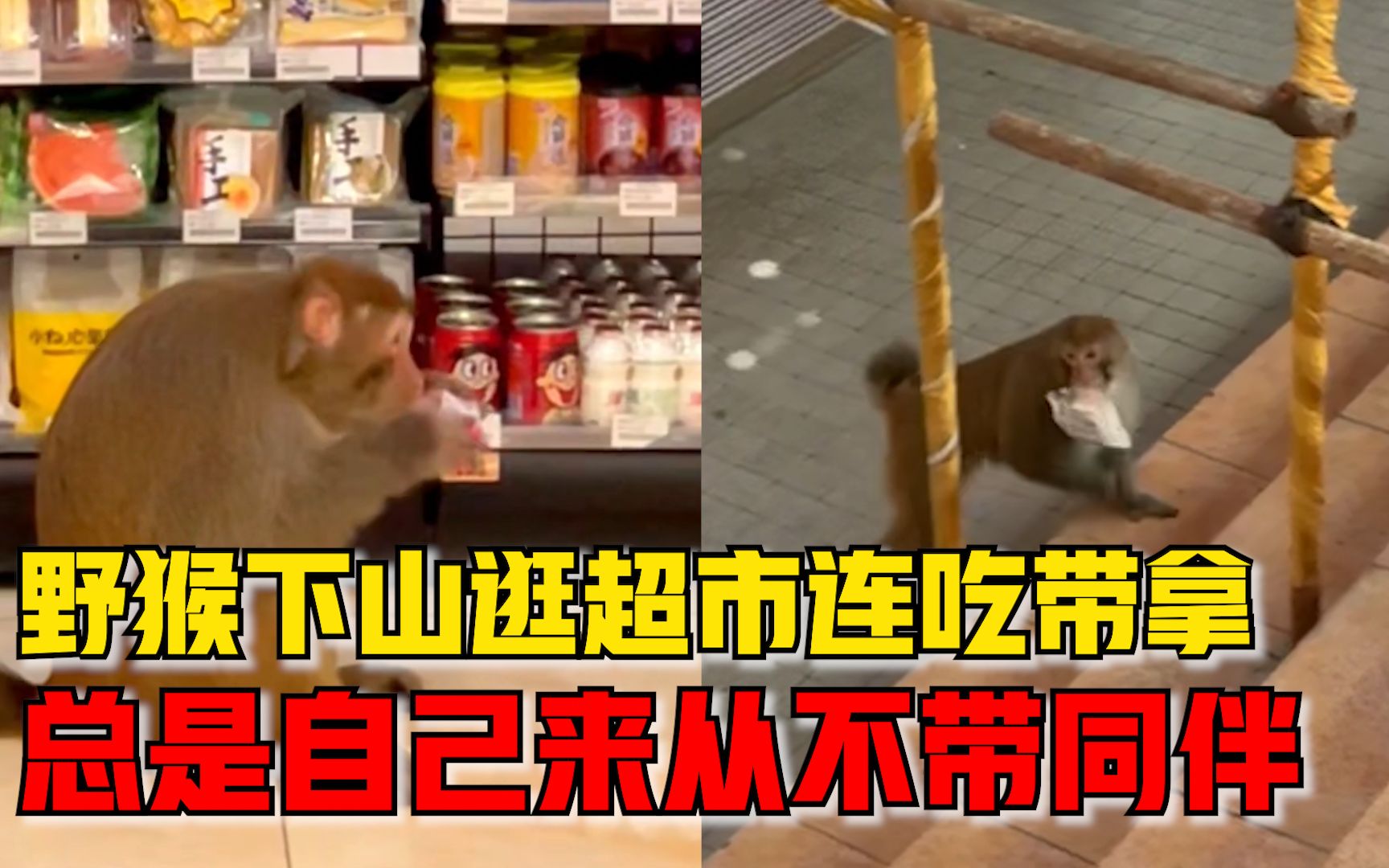 野猴下山逛超市连吃带拿，市民：不乱翻不多拿感觉还挺乖