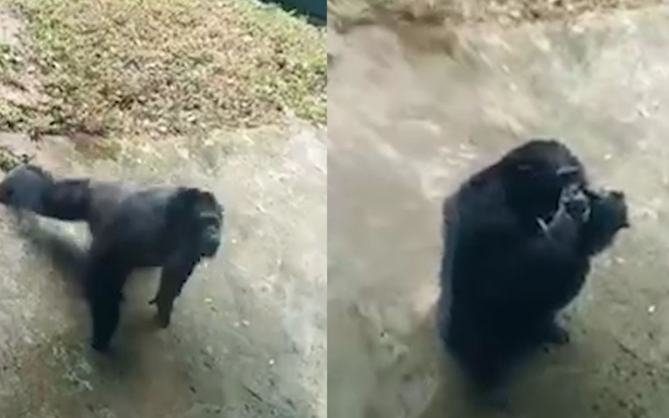 动物园黑猩猩学大爷做俯卧撑 最后一个动作逗乐游客