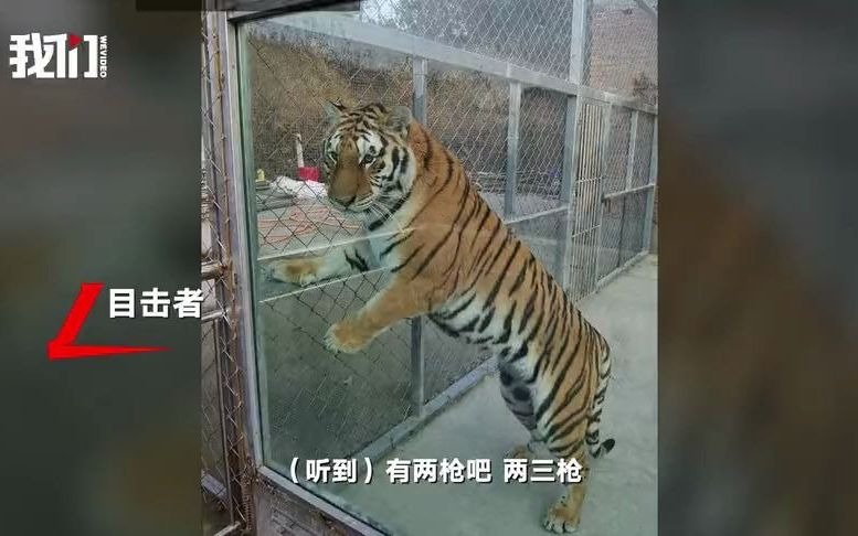 南阳2只老虎咬死饲养员出逃被击毙 目击者：听到砰砰2枪 有救护车在场