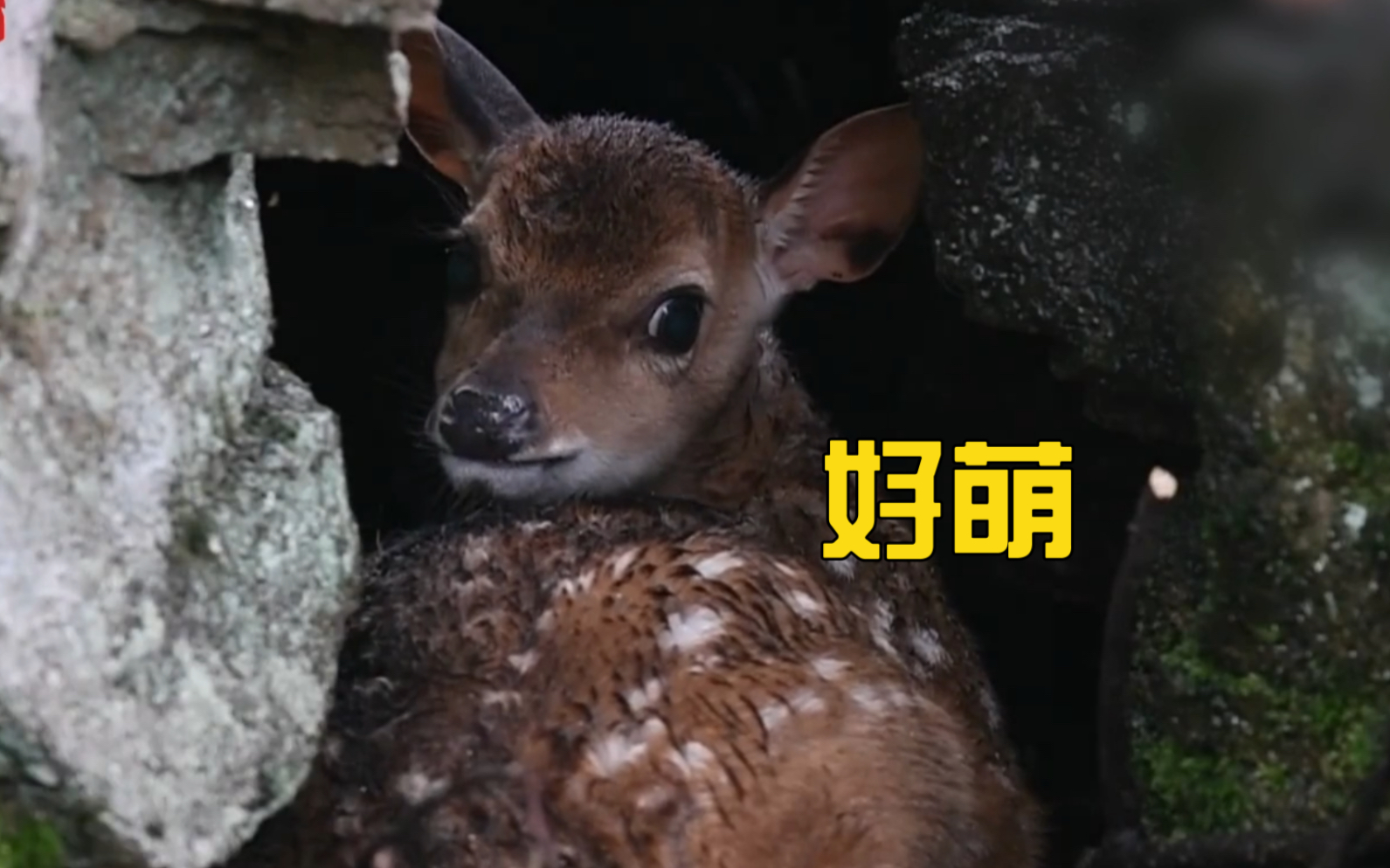 好萌！避雨梅花鹿宝宝回眸萌化巡护员