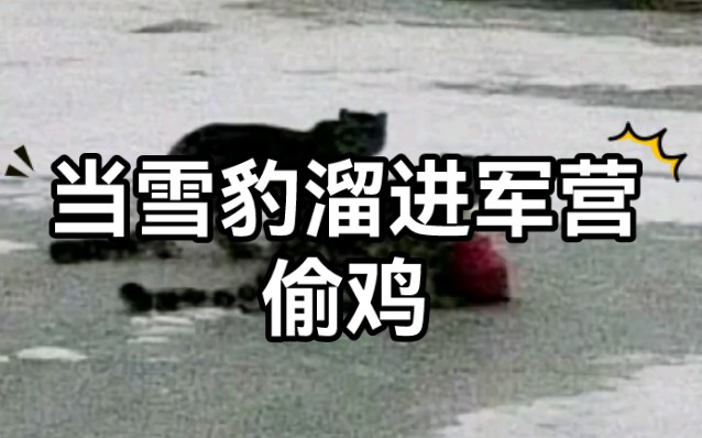 雪豹溜进军营偷鸡，兵哥解说雪豹内心活动，哈哈哈哈哈哈哈哈笑死