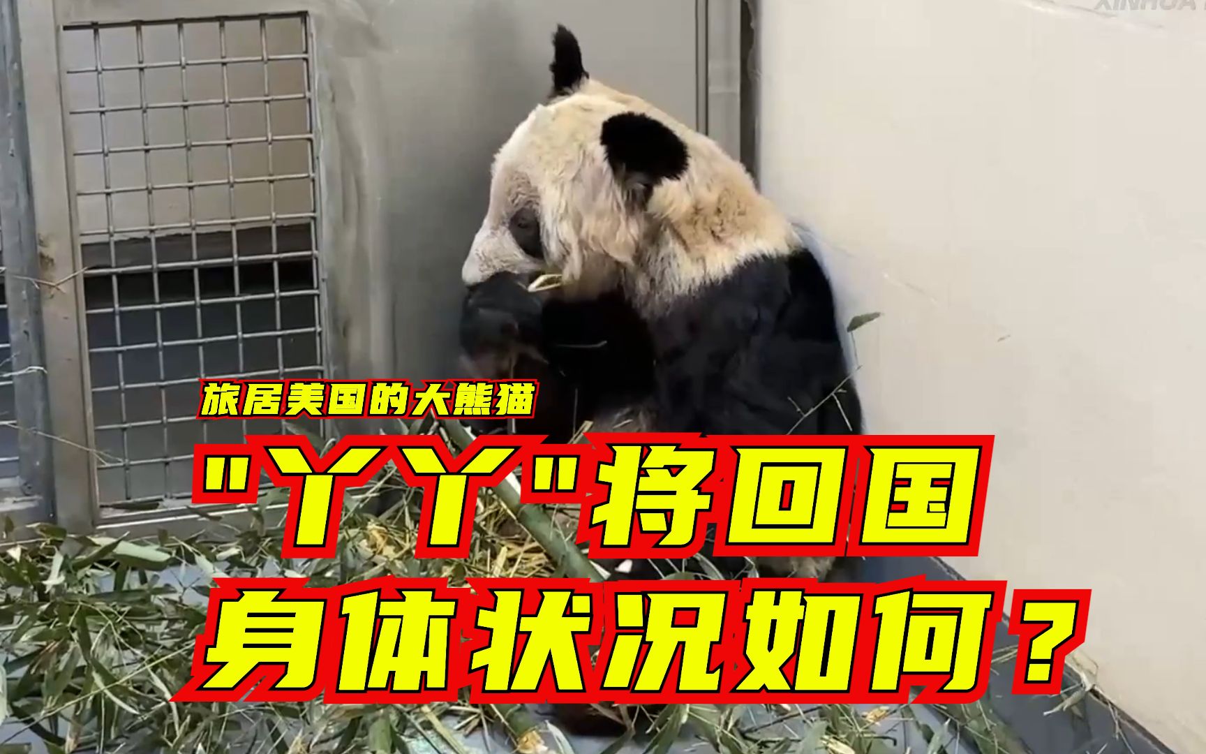旅居美国的大熊猫“丫丫”将回国，身体状况如何？