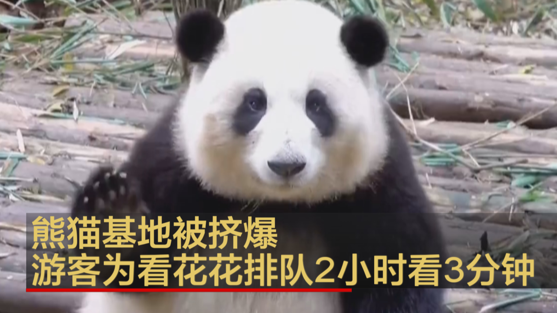熊猫基地被挤爆 游客为看花花排队2小时看3分钟