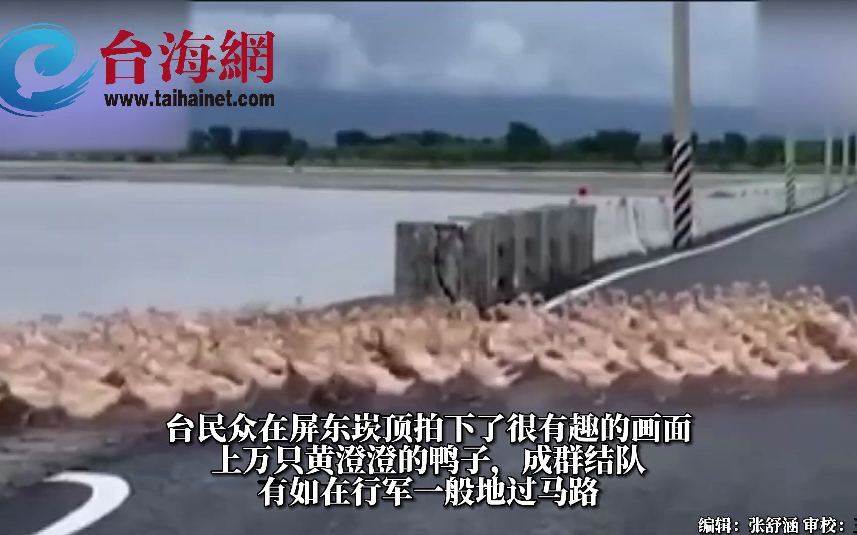 台湾屏东上万只鸭鸭集体过马路 画面超治愈