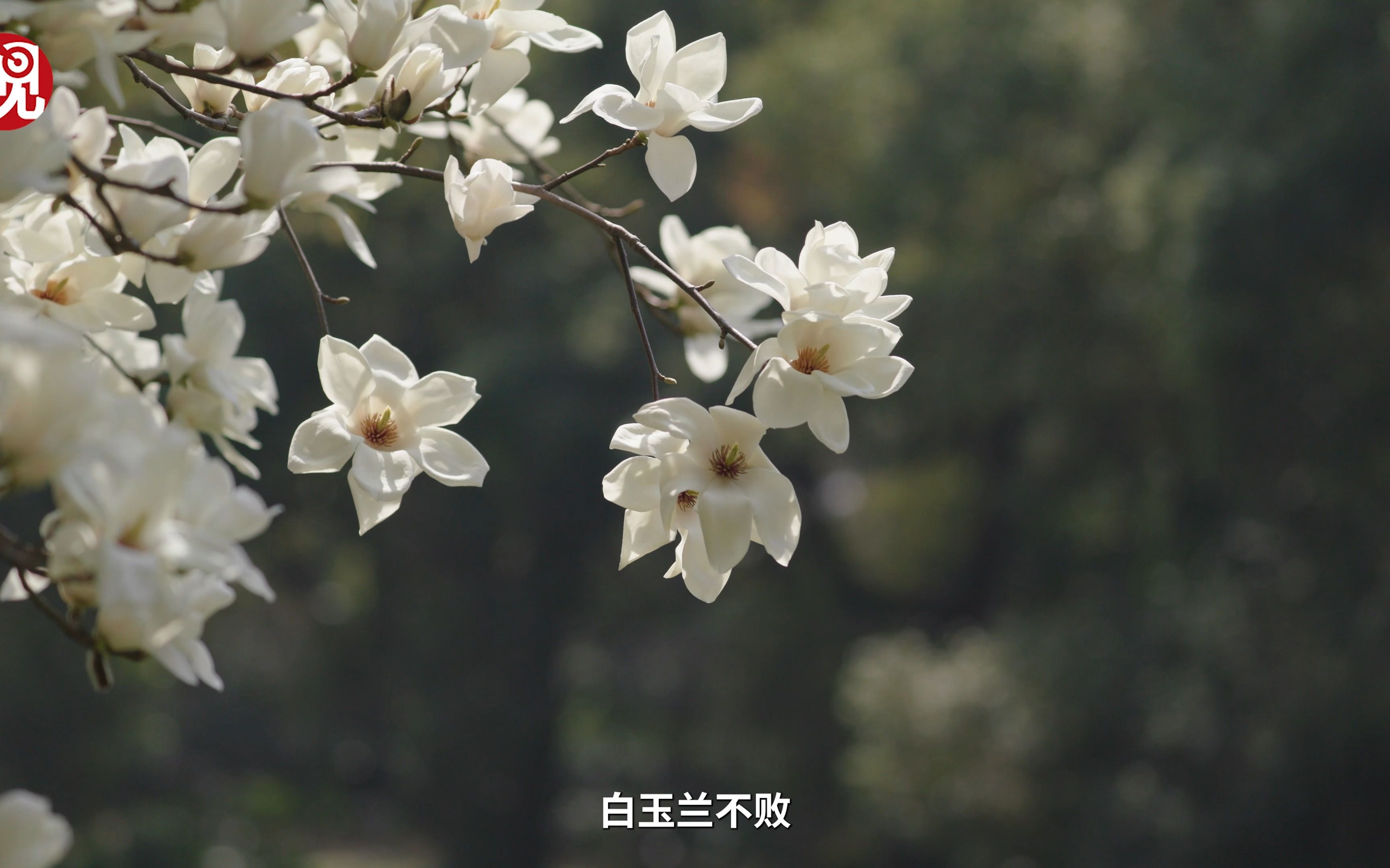 一朵花一个城市记忆：白玉兰承载的上海文化底蕴