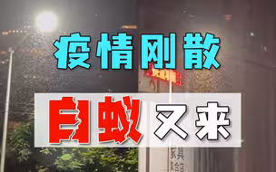 疫情刚散，白蚁又来，上海人民生活不好受