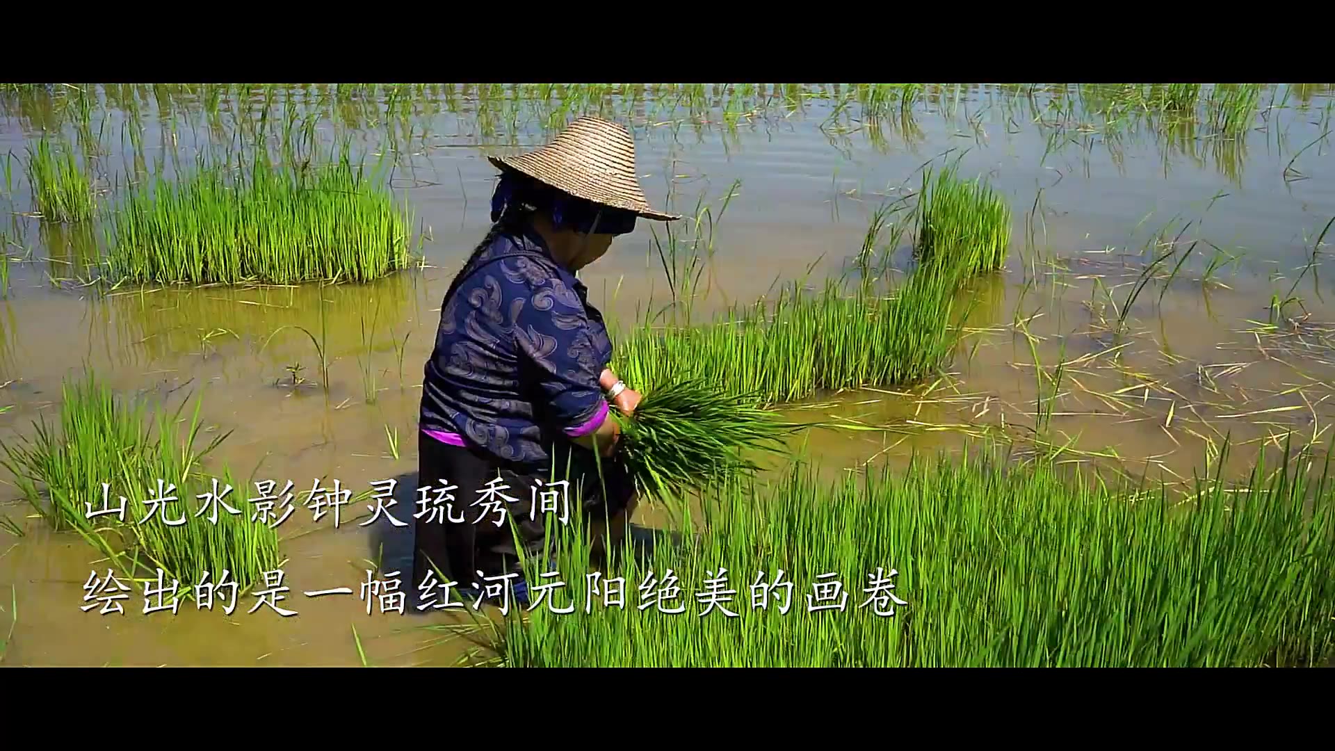 【云南元阳县】因地制宜“稻鱼鸭”模式，世界遗产哈尼梯田助农致富