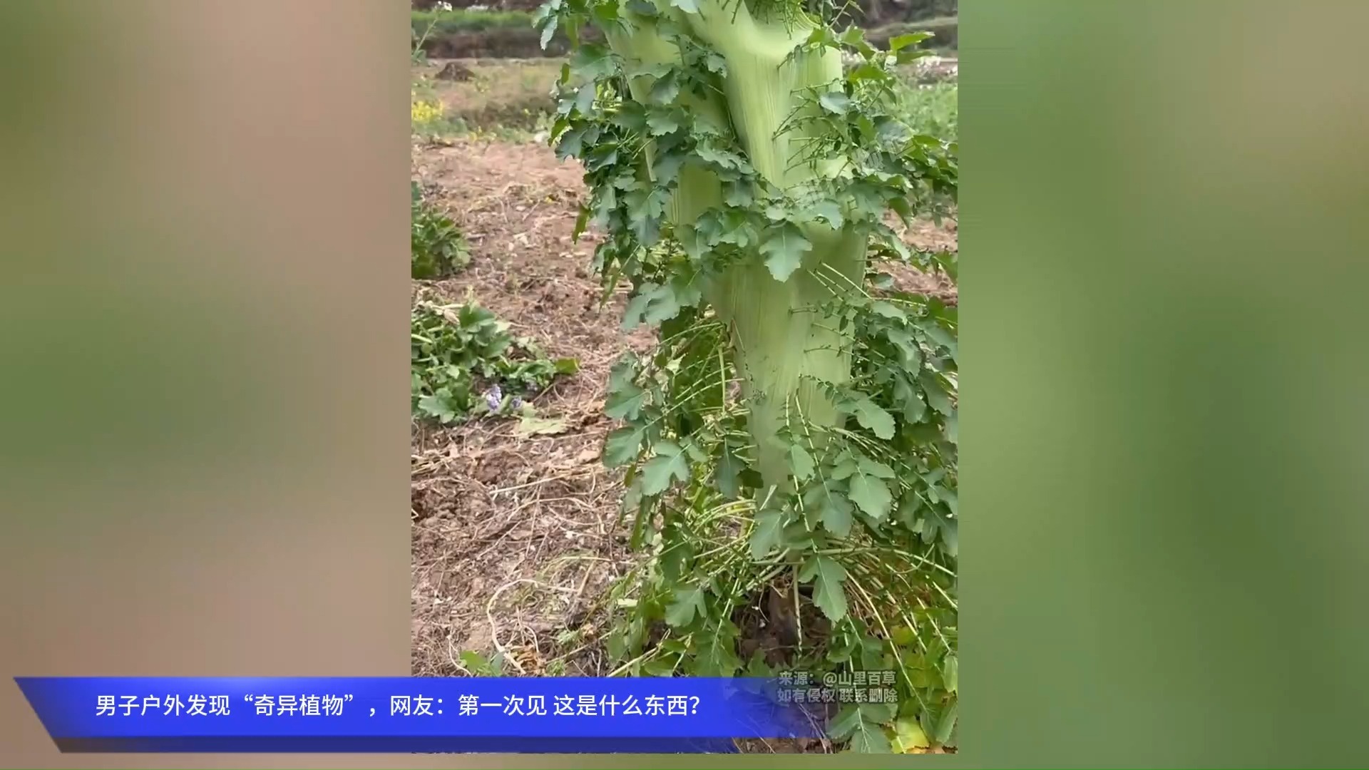 男子户外发现“奇异植物”，网友：第一次见 这是什么东西？