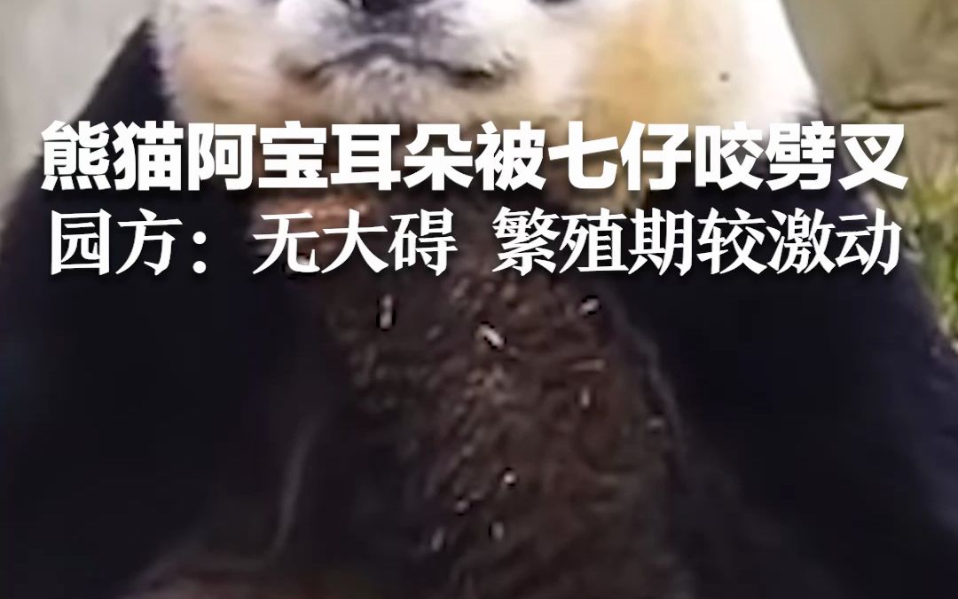 熊猫阿宝耳朵被七仔咬劈叉 园方回应：无大碍 繁殖期较激动