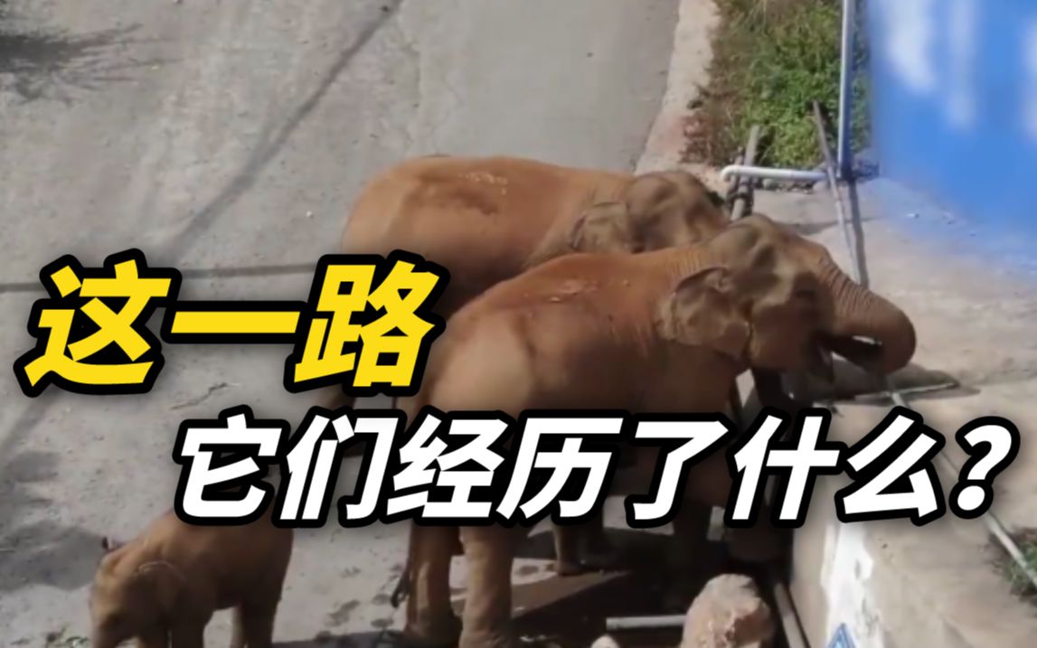 大象平安回家 | 这一路，它们经历了什么？