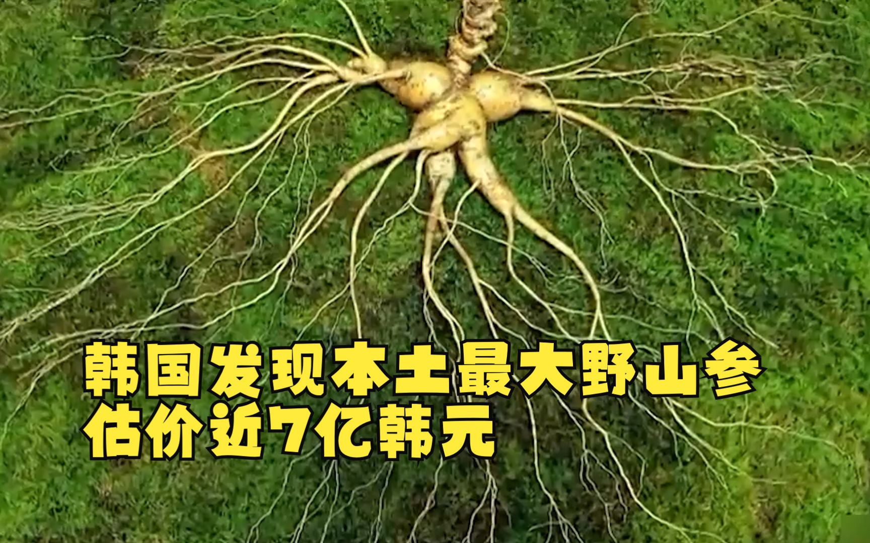 韩国发现本土最大野山参 估价近7亿韩元