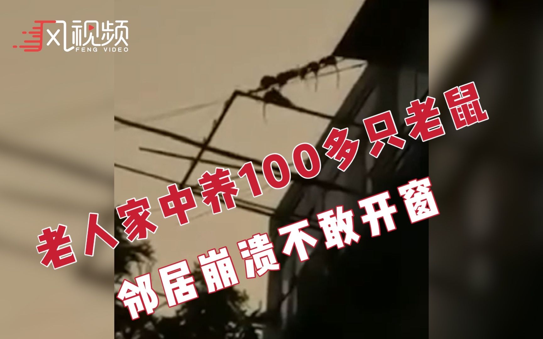 老人家中养了100多只老鼠，邻居崩溃不敢开窗