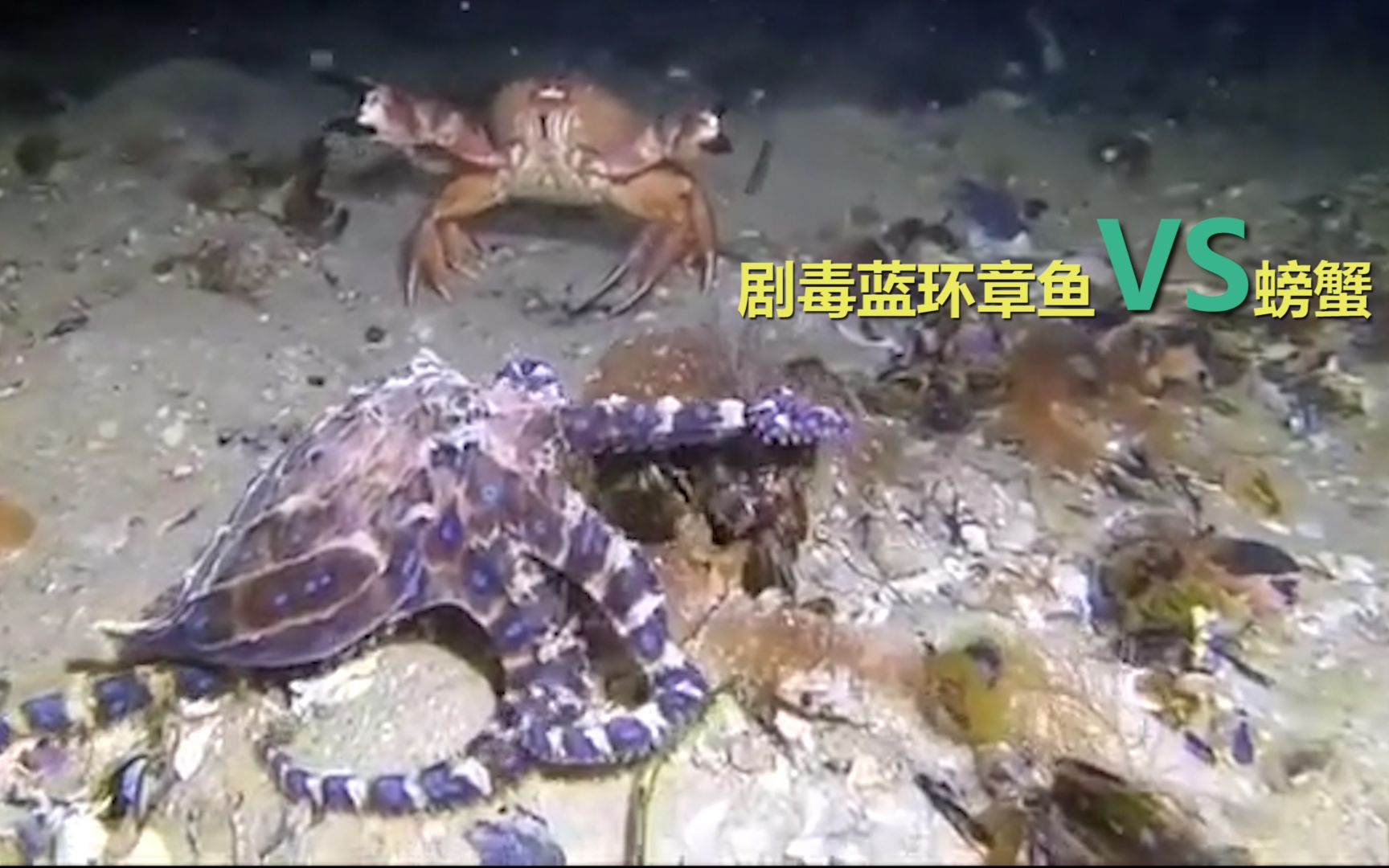就不杀就是玩！剧毒蓝环章鱼和螃蟹在海底激烈大战