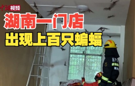 可怕！半年未开门，湖南益阳一门面房“住”上百余只蝙蝠