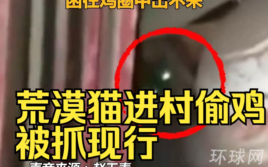 荒漠猫进村偷鸡被抓现行，困在鸡圈中出不来，靠多方解救才放归成功