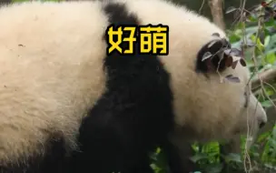 没有腰的大熊猫长什么样