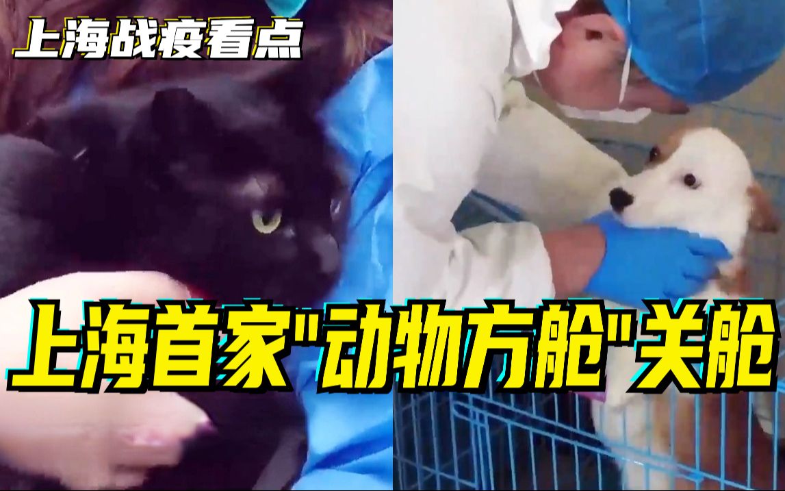 上海战疫看点|上海首家“动物方舱”关舱