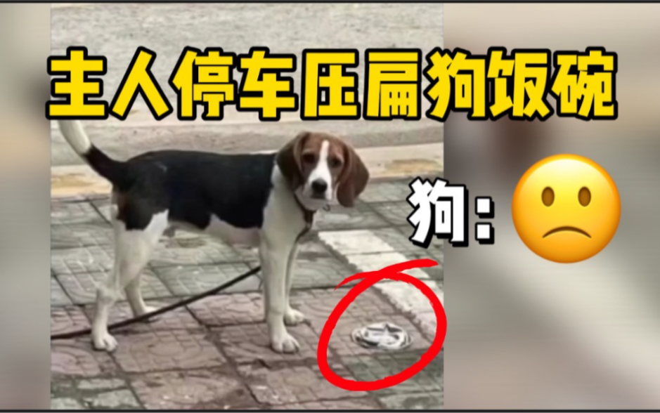 主人停车压扁狗饭碗，网友：赶快赔它一只碗！主人：赔了赔了
