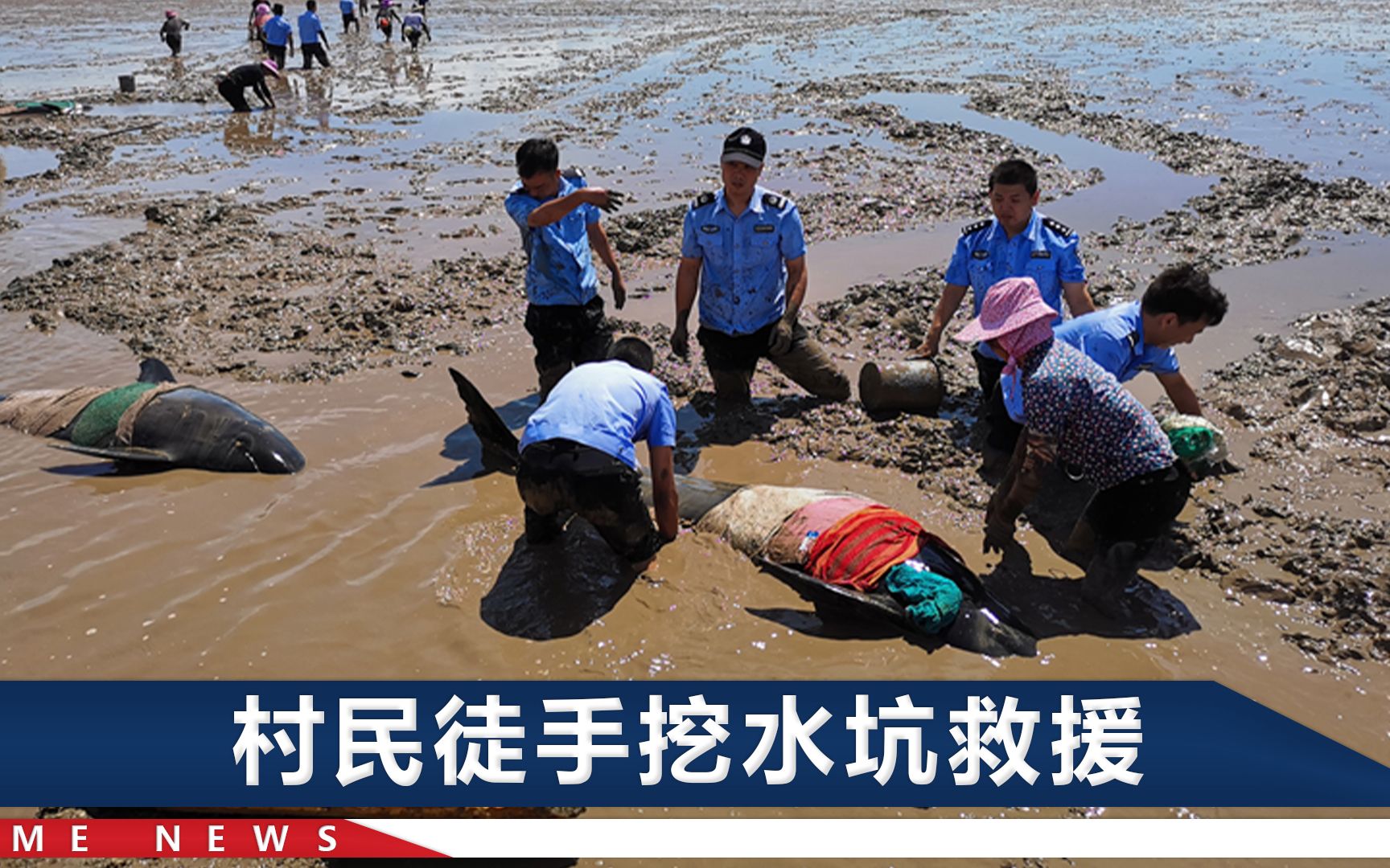 浙江12头瓜头鲸搁浅，消防员蹲水坑守护：我不呼吸也得让它呼吸