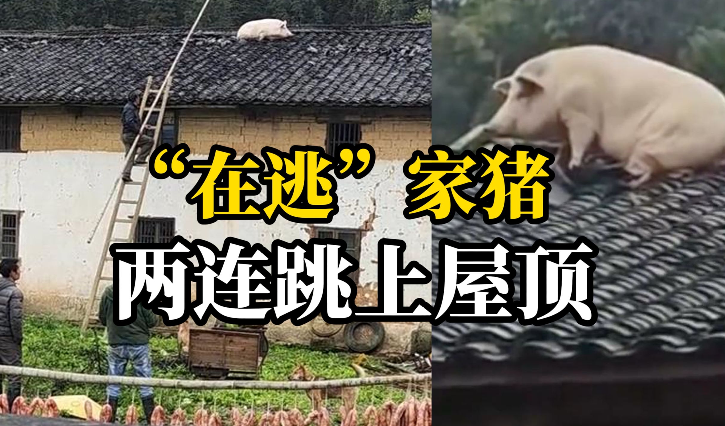 家猪为逃命一跃两米跳上屋顶 “它之前目睹了宰杀三头猪”