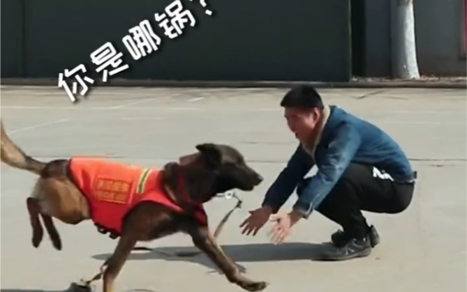 当搜救犬训导员休假归来，这一幕太让人感动了
