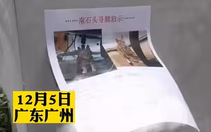 猫咪丢失主人发寻猫启事，发现猫咪就藏在启示旁暗中观察:听说有人找我？