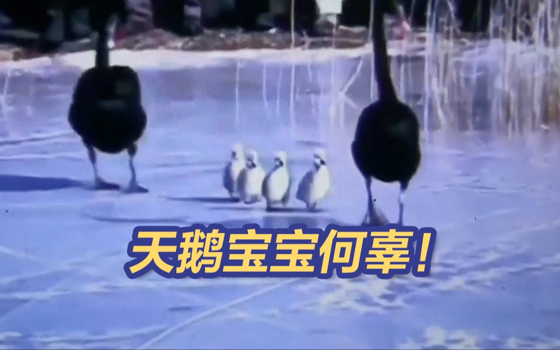 拍摄者强行驱赶 圆明园黑天鹅幼崽整日被迫走冰致脚蹼溃烂