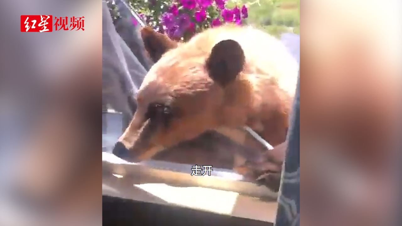 美国一只饥饿棕熊打破窗户欲闯入居民家觅食