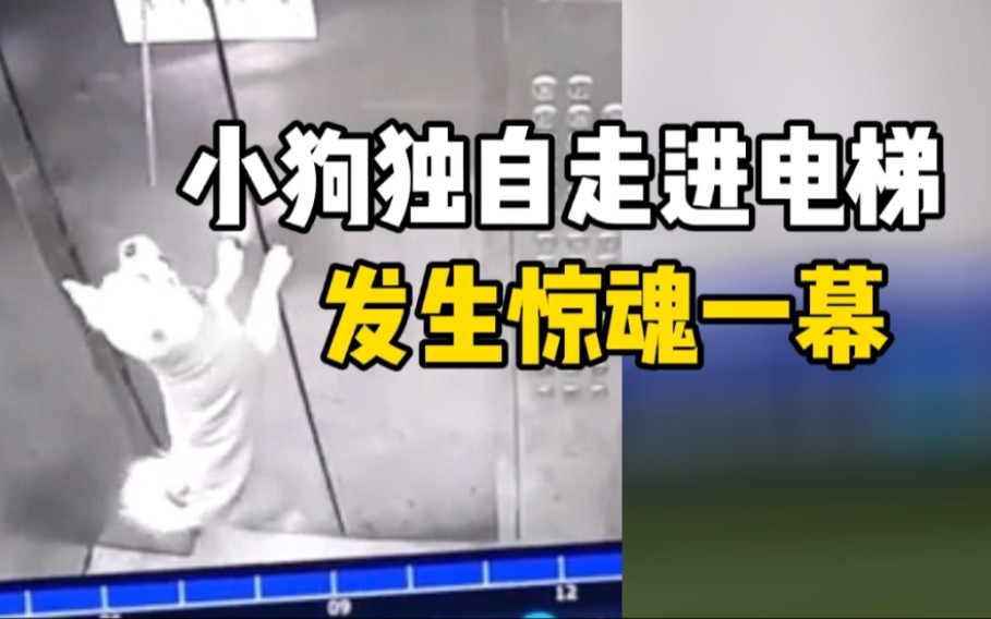 小狗独自走进电梯被牵狗绳吊至半空 外卖小哥解救被吊电梯内小狗