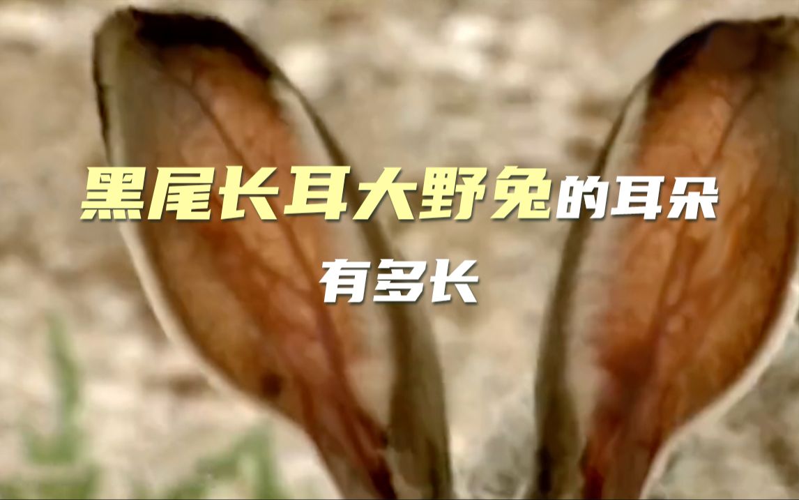 这种兔子的大耳朵可以用来散热