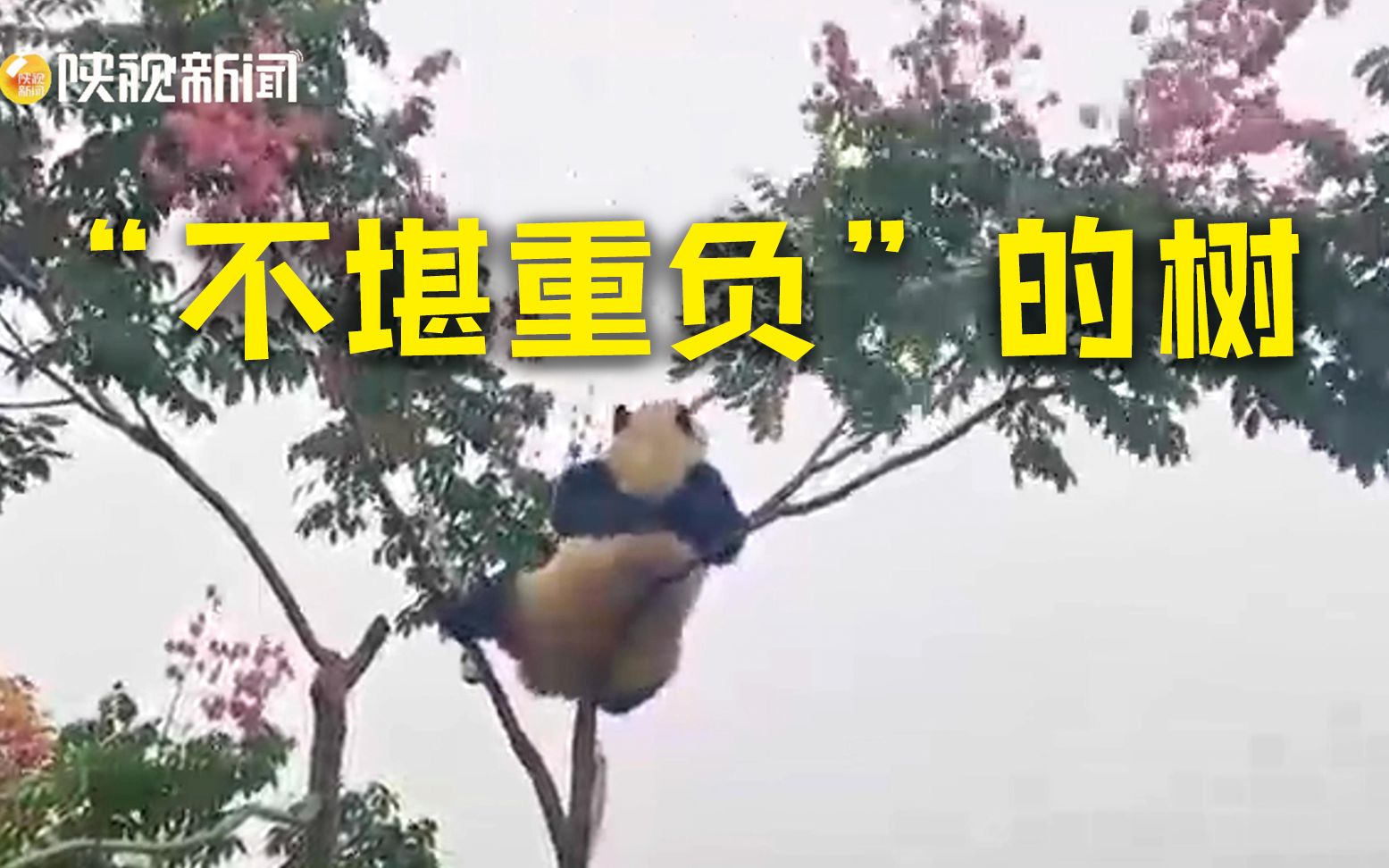 当国宝有多任性！大熊猫爬过的树真的好可怜 网友：大熊猫玩得“熊皮大衣”都皱了