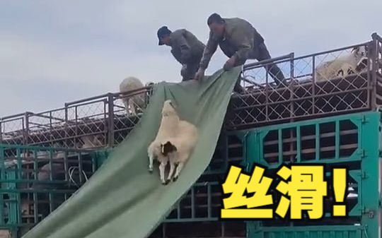 牧民用帆布做滑梯让小羊安全着陆
