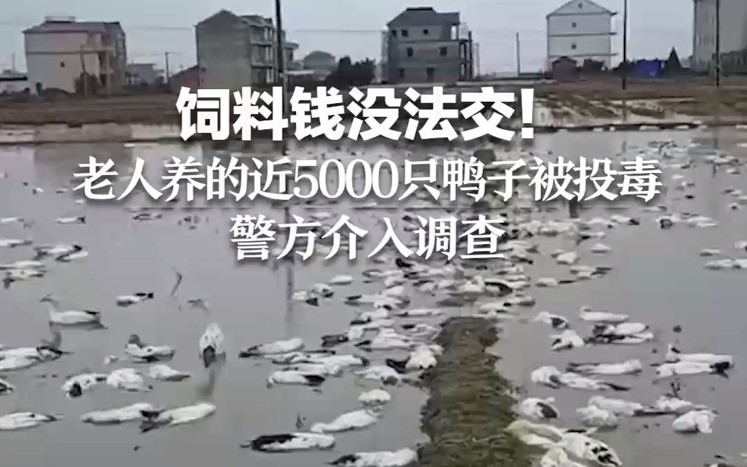 饲料钱没法交！老人养的近5000只鸭子被投毒 警方介入调查