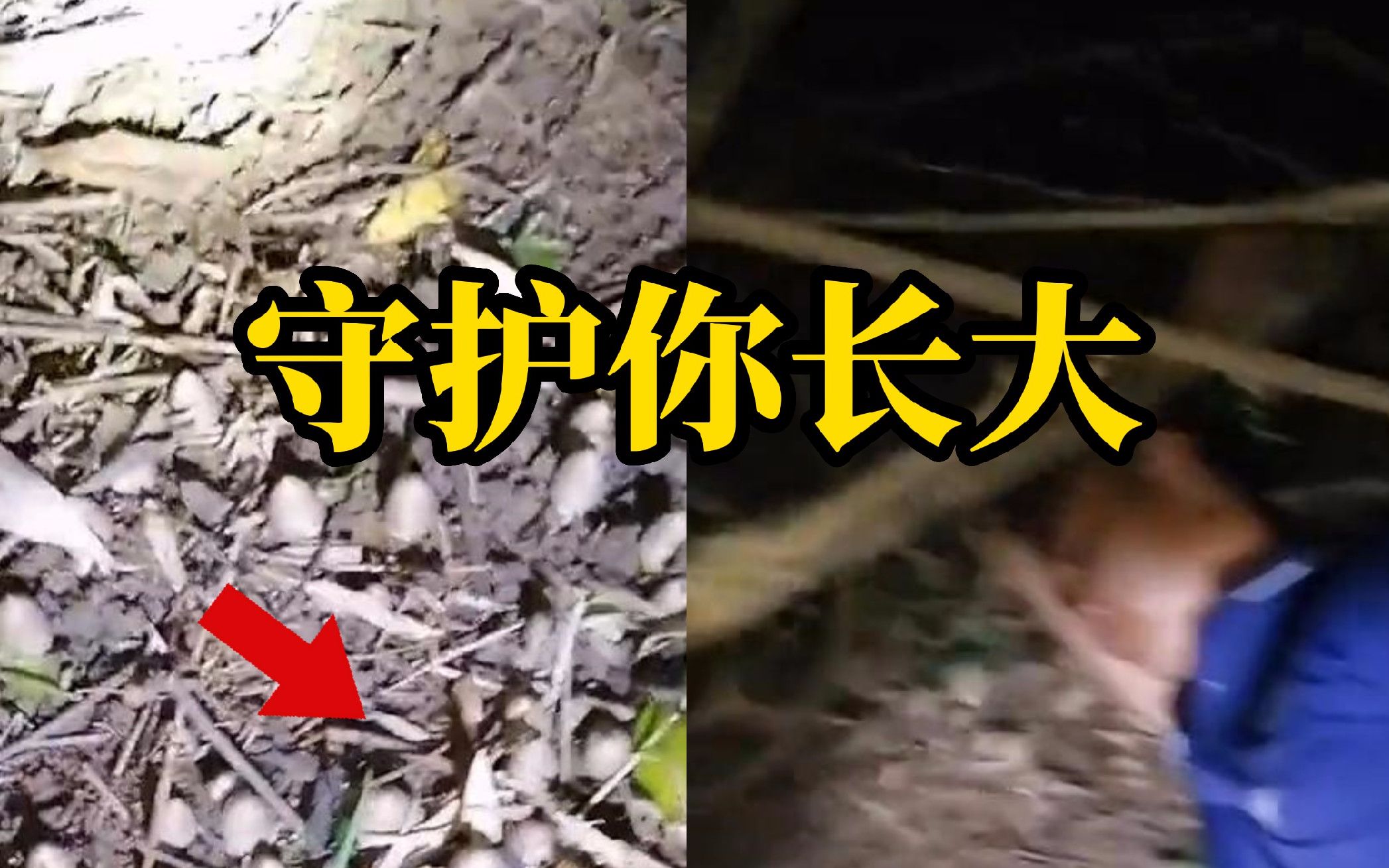 云南人对菌子有多执着“我休息一下 等它长大了我再挖”
