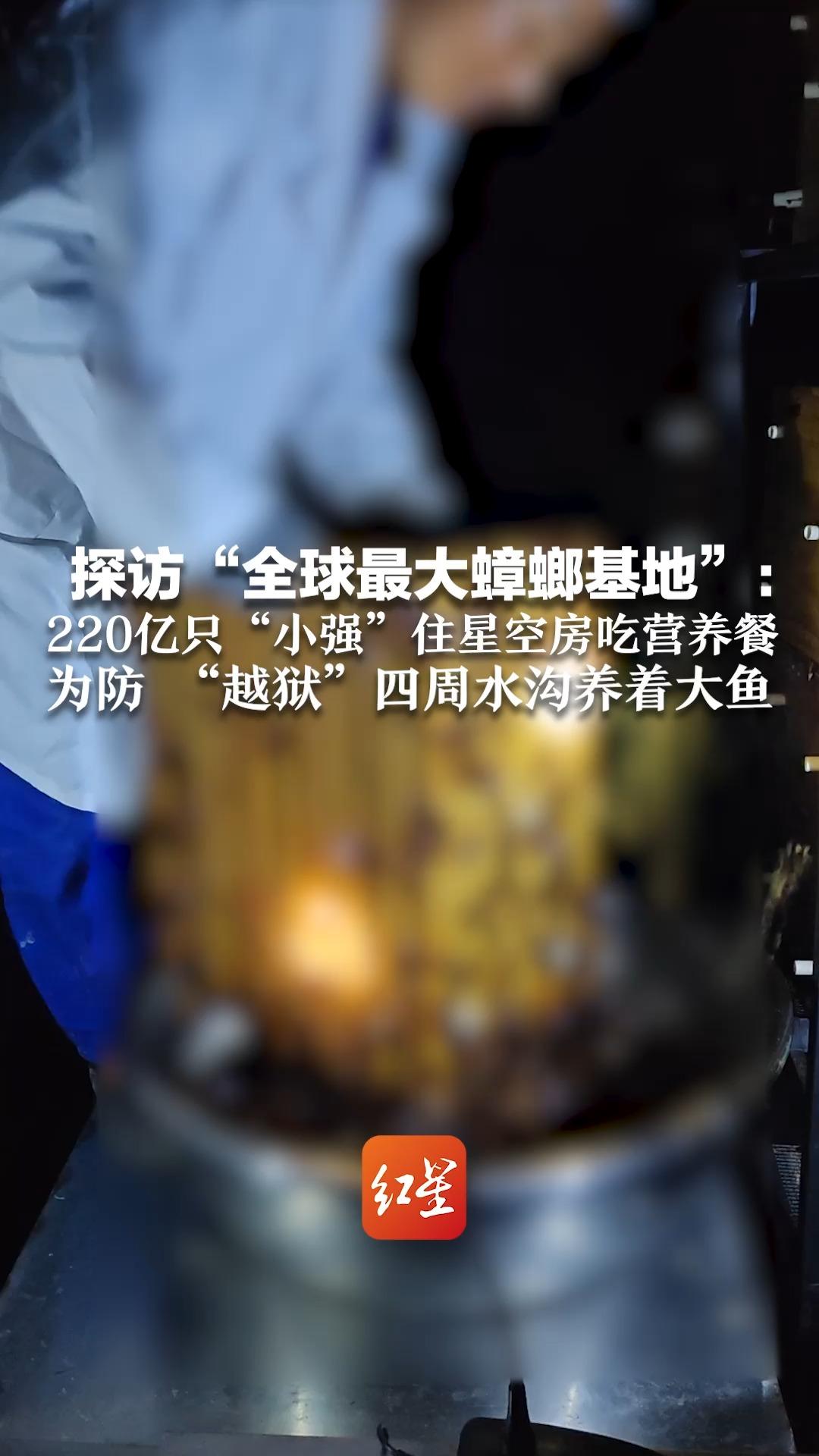 探访“全球最大蟑螂基地”：220亿只“小强”住星空房吃营养餐 为防 “越狱”四周水沟养着大鱼
