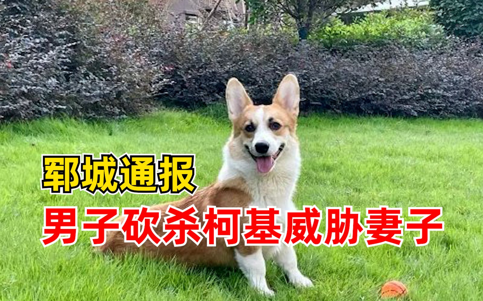 郓城通报男子砍杀柯基威胁妻子：情况属实，行拘12天罚款300元