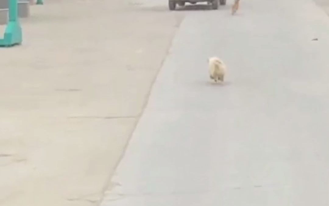 狗狗一路狂奔为消防员带路，待灭火后又目送消防员离开，网友：它们好像知道自己很棒。