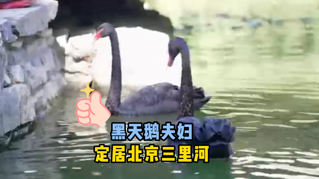 黑天鹅夫妇，在前门楼子脚下定居了