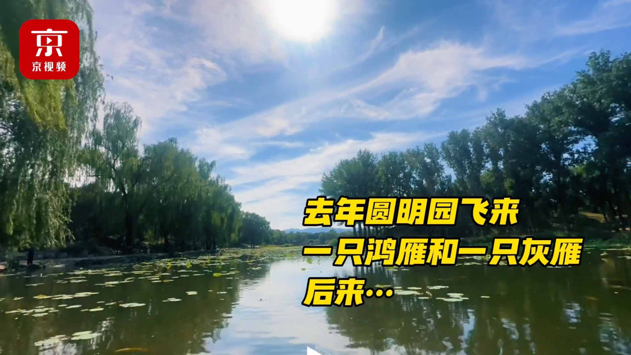 鸿雁“呆呆”和灰雁“萌萌”在北京圆明园安家了