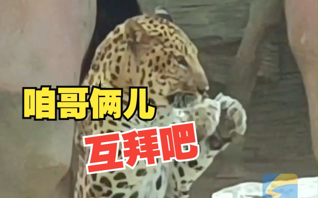 游客动物园拜金钱豹求旺财 不料它有样学样反拜人类