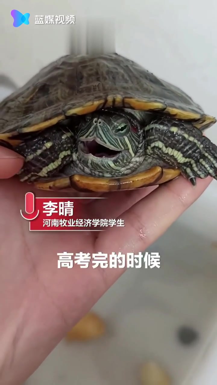 龟坚强！学生8个月后返校宿舍乌龟仍活着