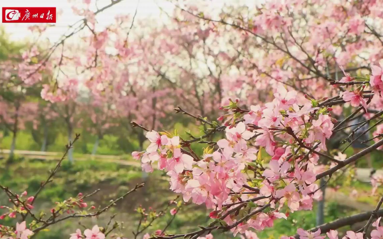 烟霞绽放！前方大片广州樱来袭
